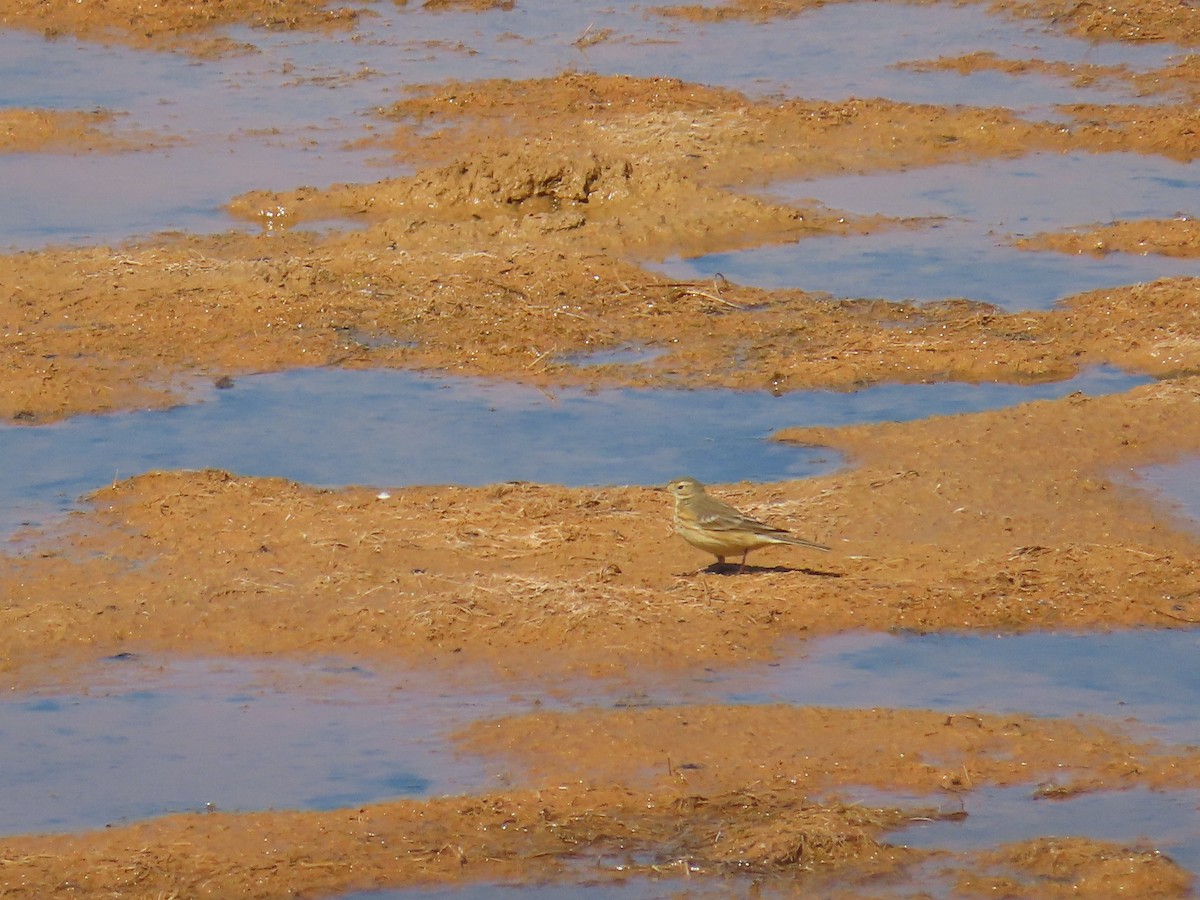 American Pipit - ML643011891