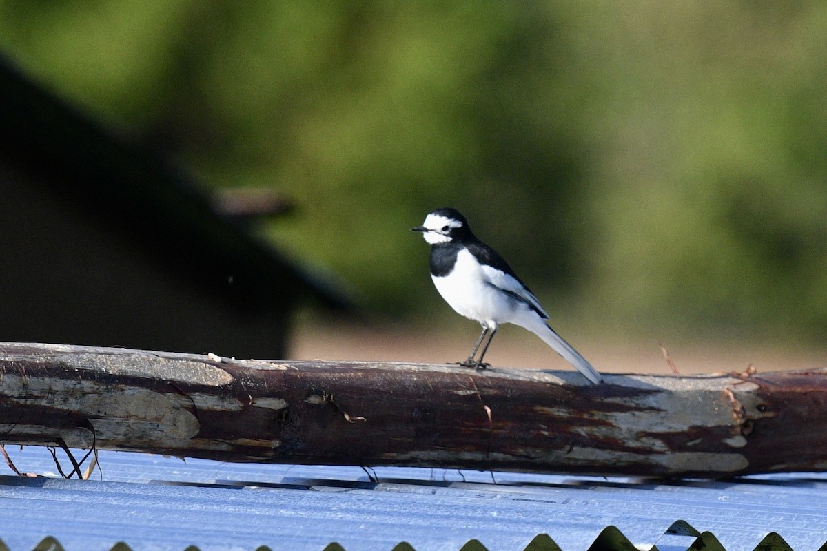 White Wagtail (Hodgson's) - ML643011904
