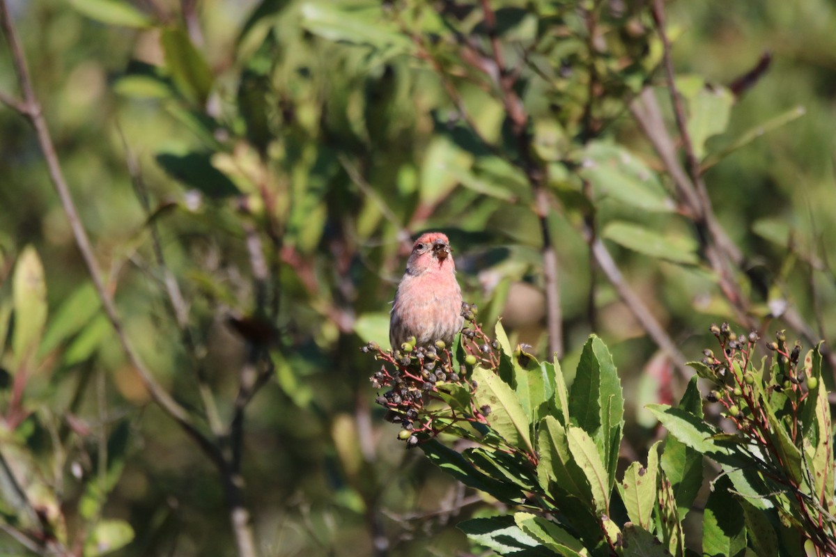 House Finch - ML643011909