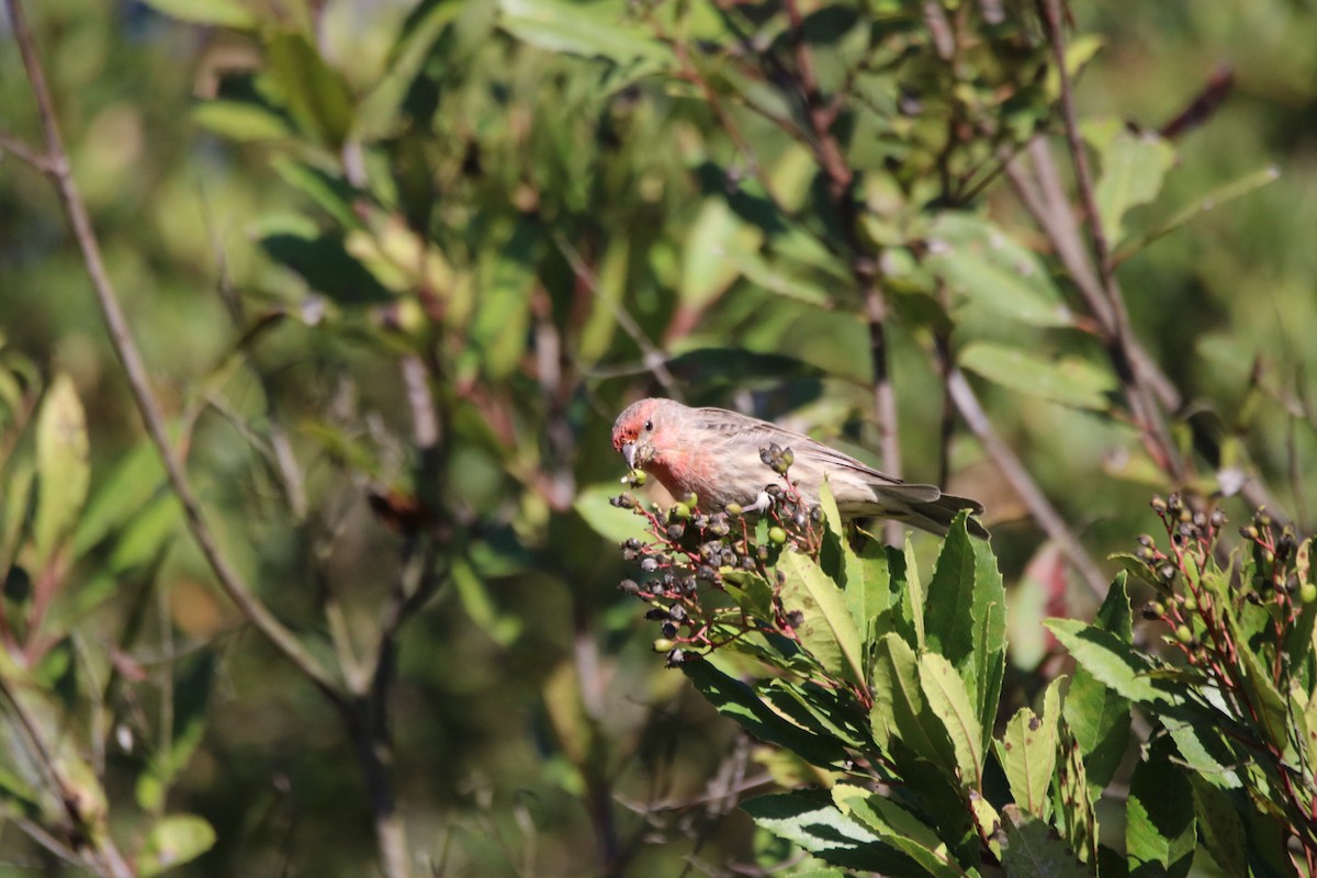House Finch - ML643011910