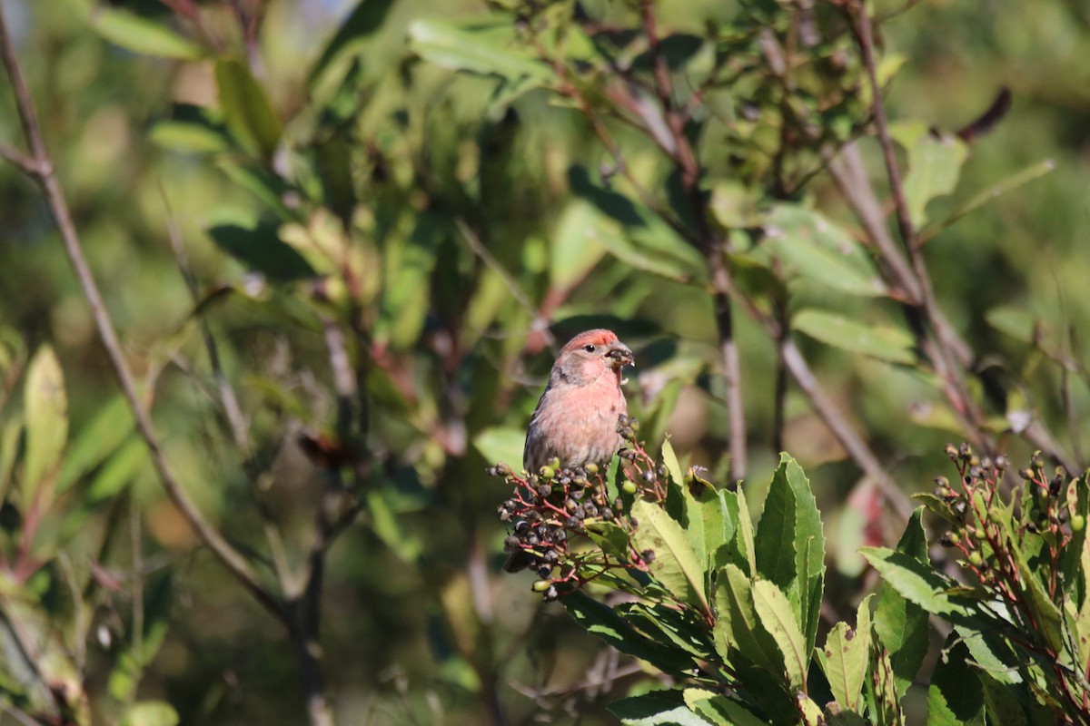 House Finch - ML643011911