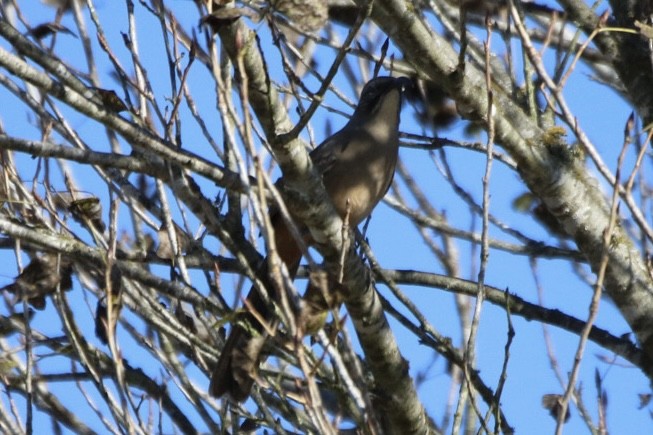 California Thrasher - ML643011929