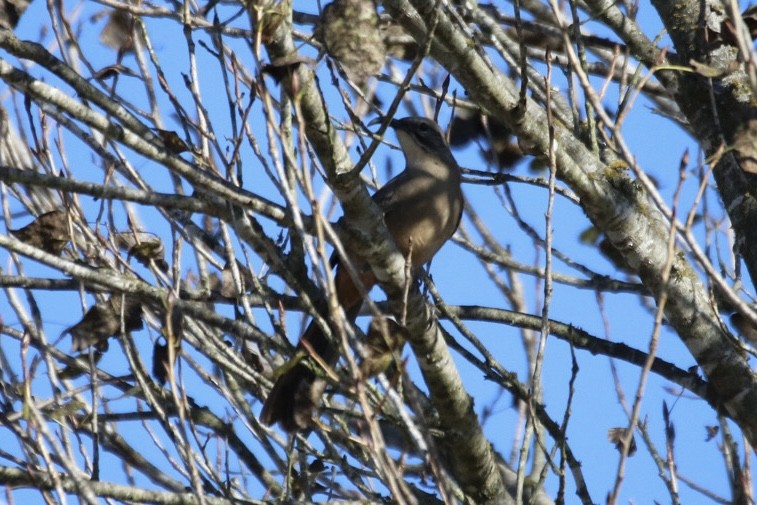 California Thrasher - ML643011930