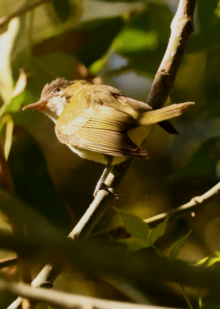 Yellow-green Vireo - ML643011938