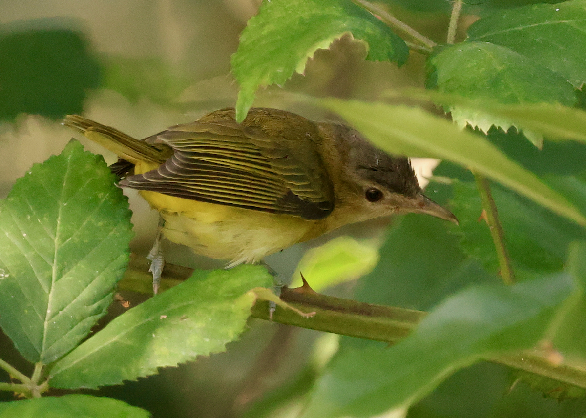 Yellow-green Vireo - ML643011939