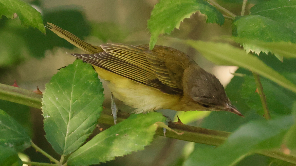 Yellow-green Vireo - ML643011940