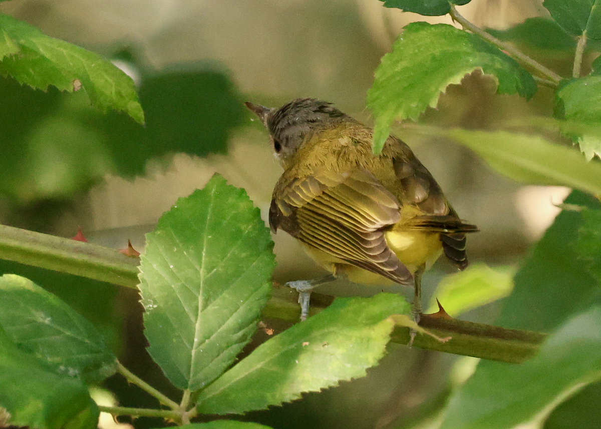 Yellow-green Vireo - ML643011941