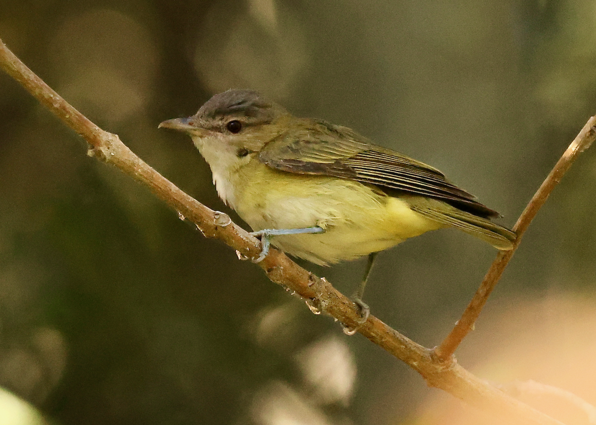 Yellow-green Vireo - ML643011942