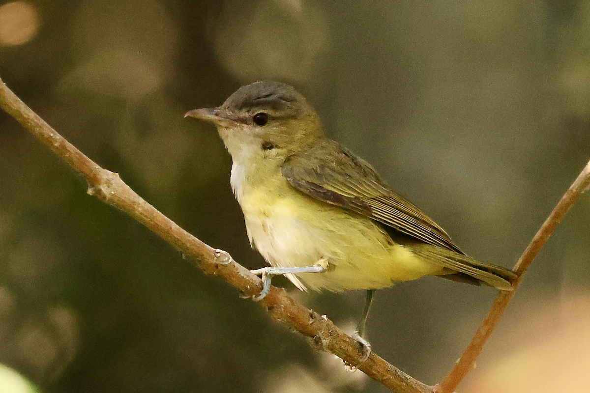 Yellow-green Vireo - ML643011943