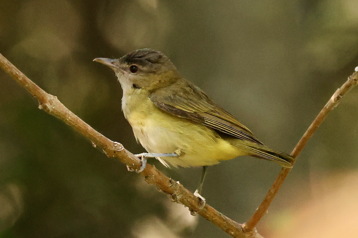 Yellow-green Vireo - ML643011944