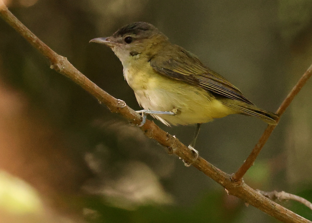 Yellow-green Vireo - ML643011945