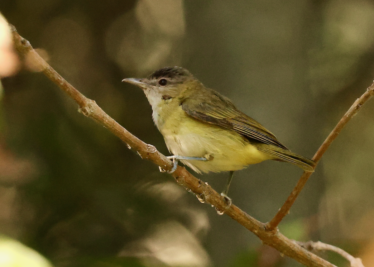 Yellow-green Vireo - ML643011946