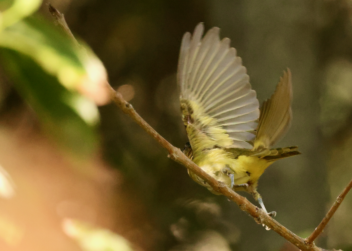 Yellow-green Vireo - ML643011948