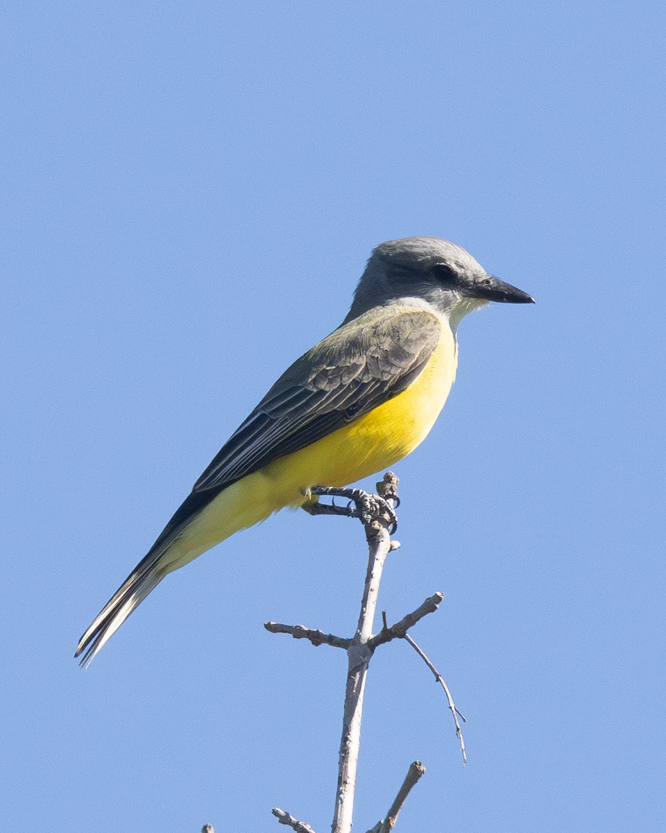 Couch's Kingbird - ML643011954