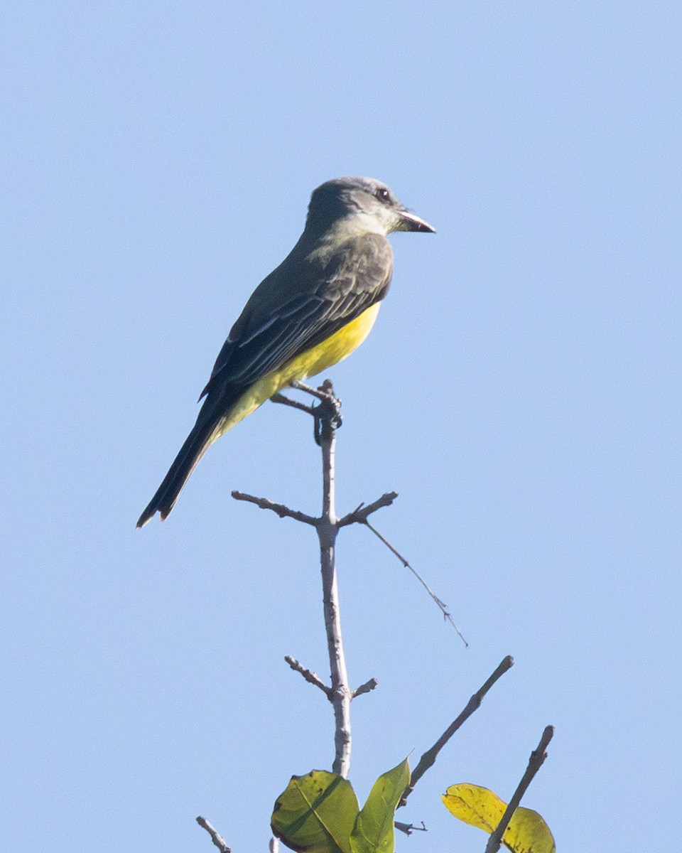 Couch's Kingbird - ML643011955