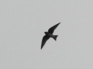 Purple Martin - ML643011972