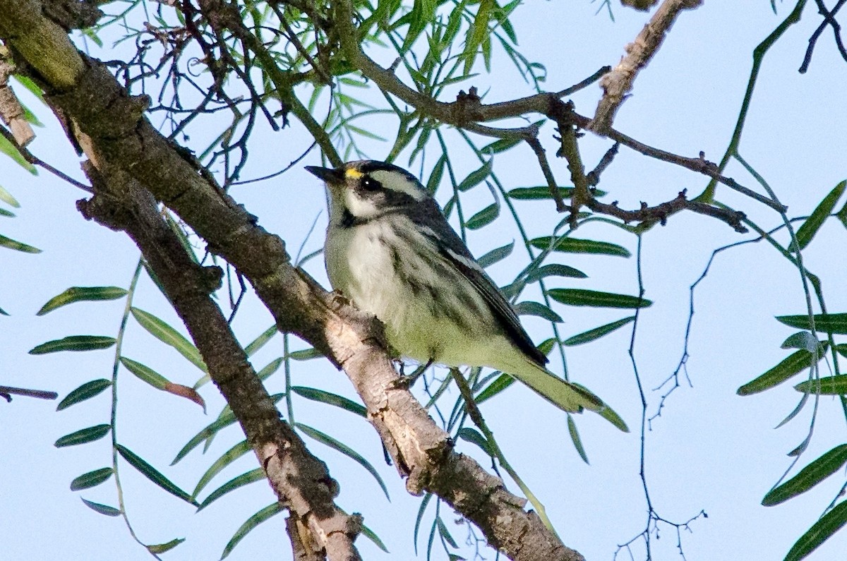 Black-throated Gray Warbler - ML643011995