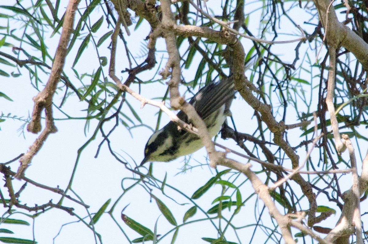 Black-throated Gray Warbler - ML643011996