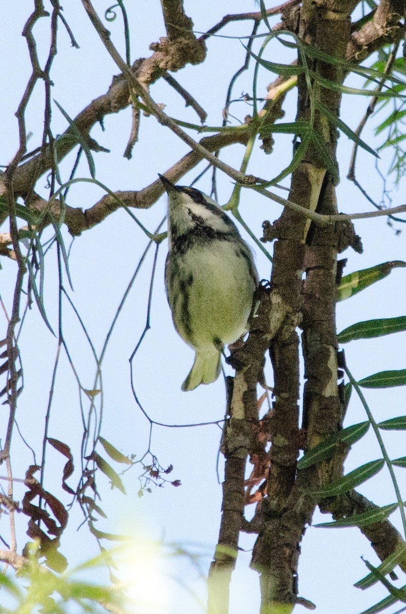 Black-throated Gray Warbler - ML643011997