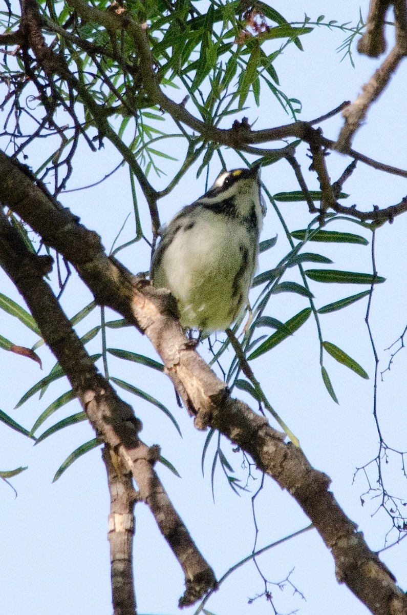 Black-throated Gray Warbler - ML643011998