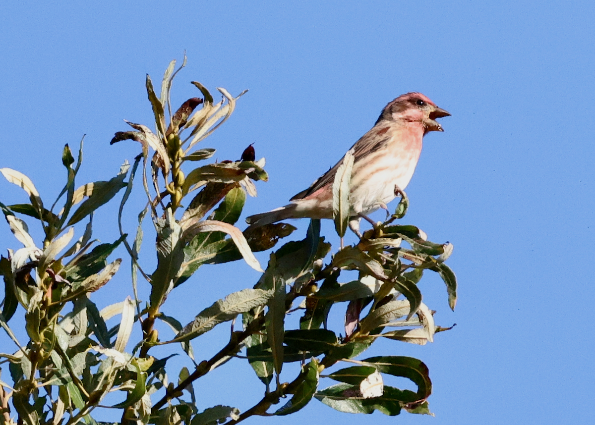 Purple Finch (Western) - ML643012021