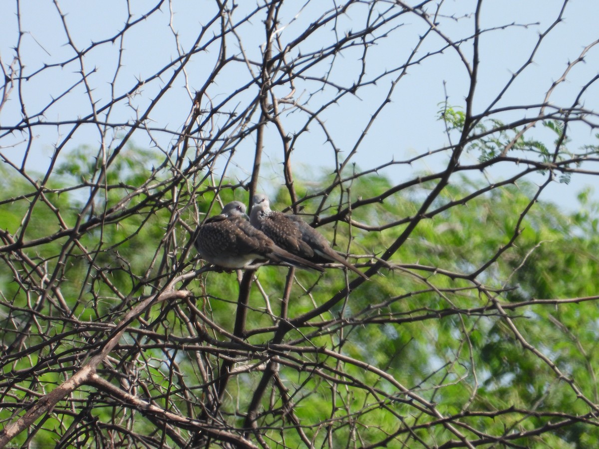 Spotted Dove - ML643012031