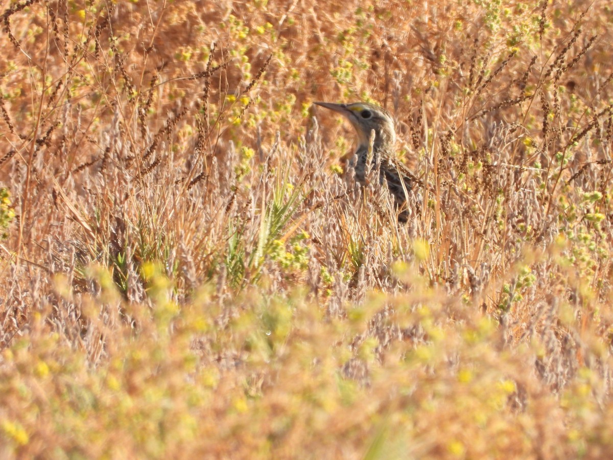 Western Meadowlark - ML643012049