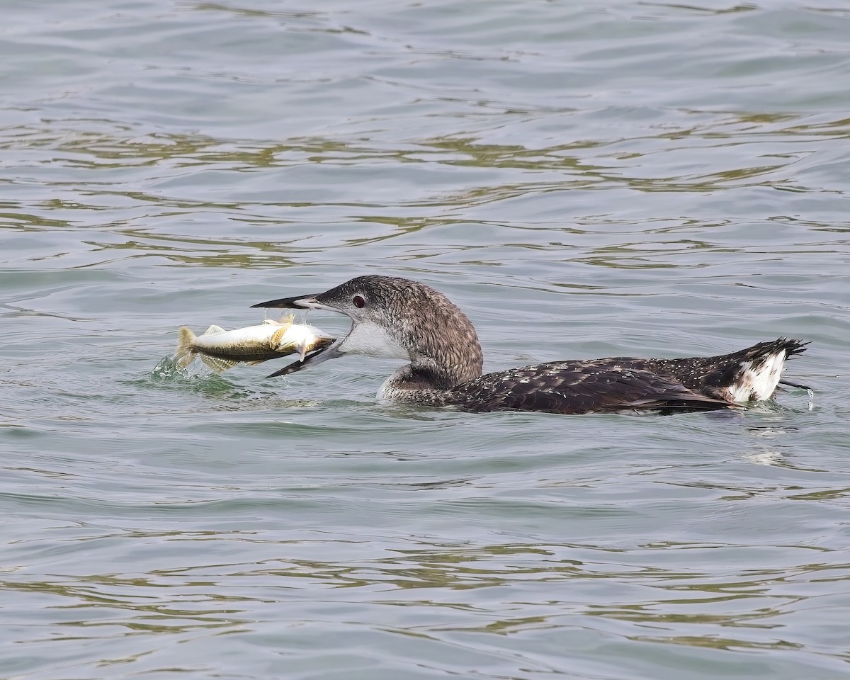 Common Loon - ML643012060