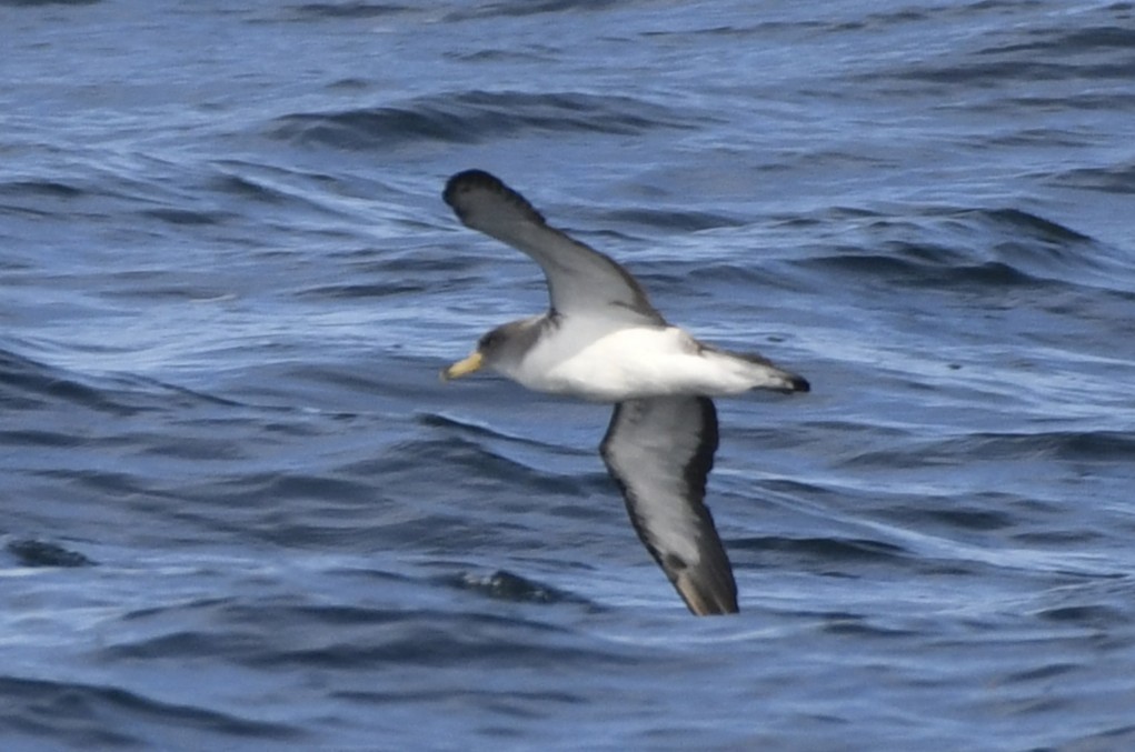 Cory's Shearwater - ML643012064
