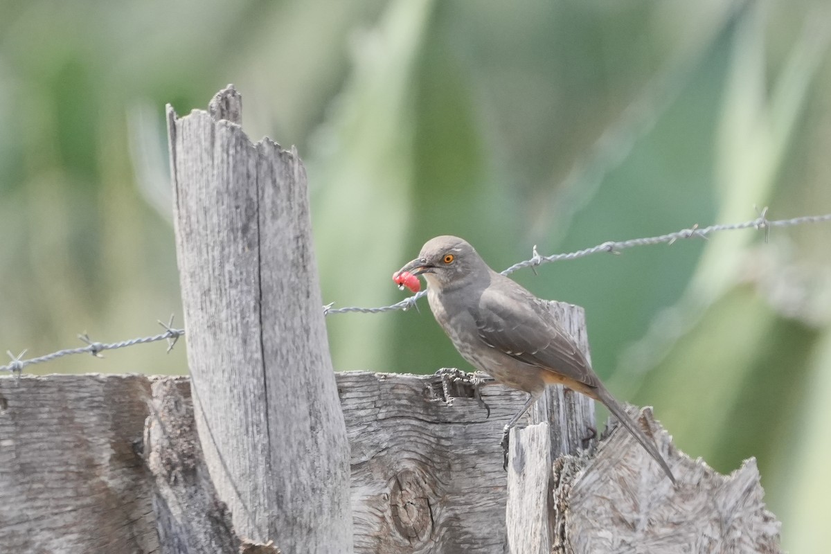 Curve-billed Thrasher - ML643012065