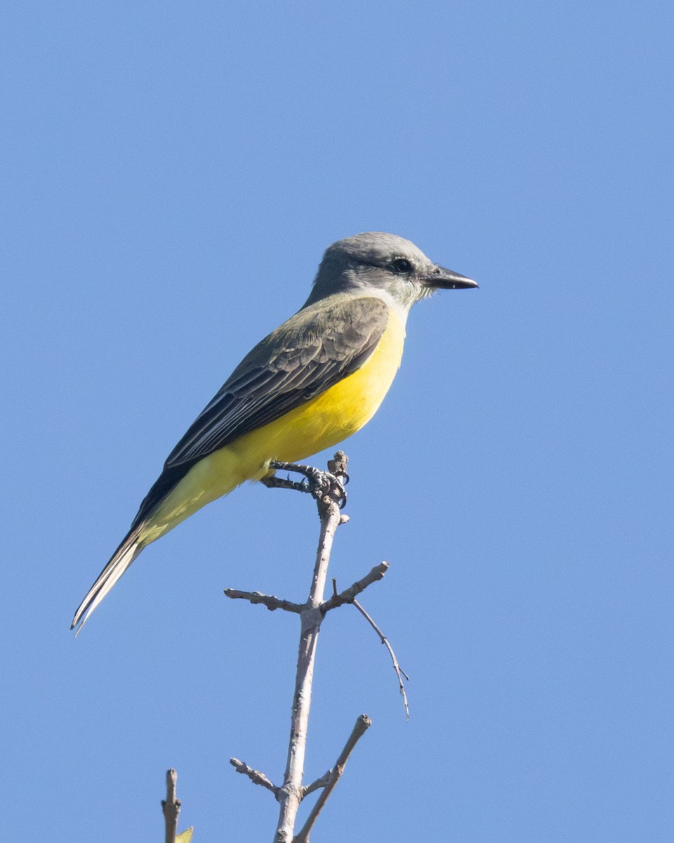 Couch's Kingbird - ML643012066