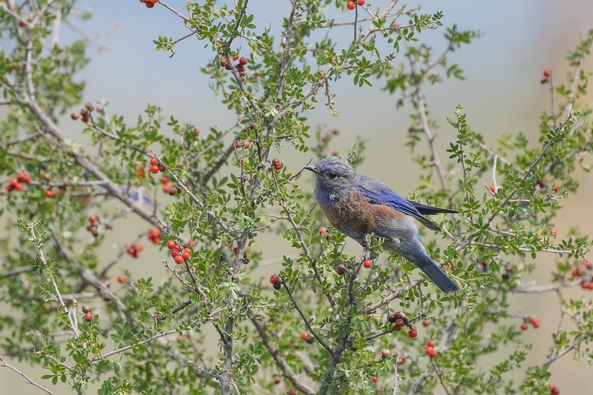 Western Bluebird - ML643012067