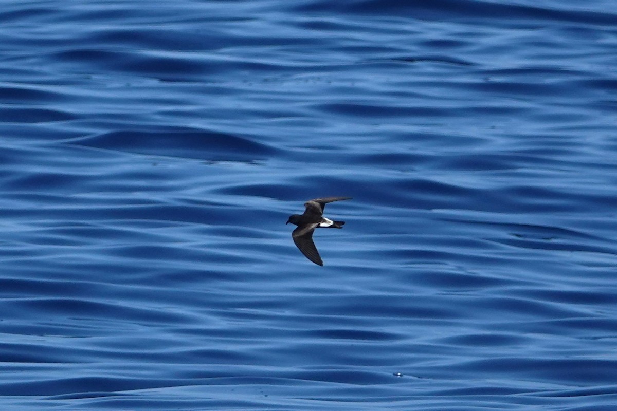 Leach's/Townsend's Storm-Petrel (white-rumped) - ML643012069