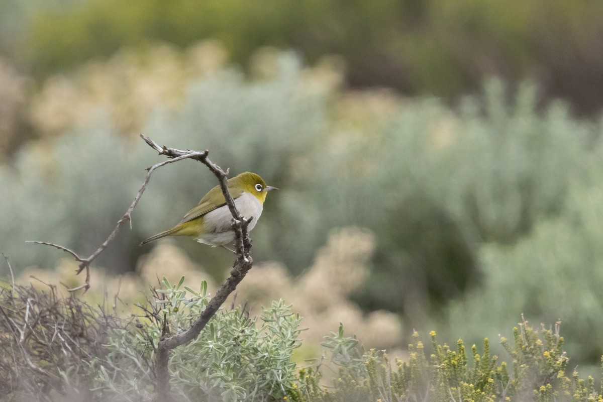 Silvereye - ML643012070