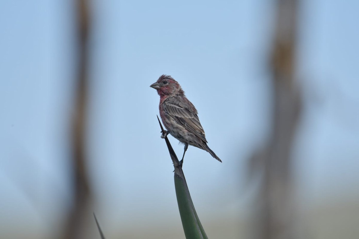 House Finch - ML643012071