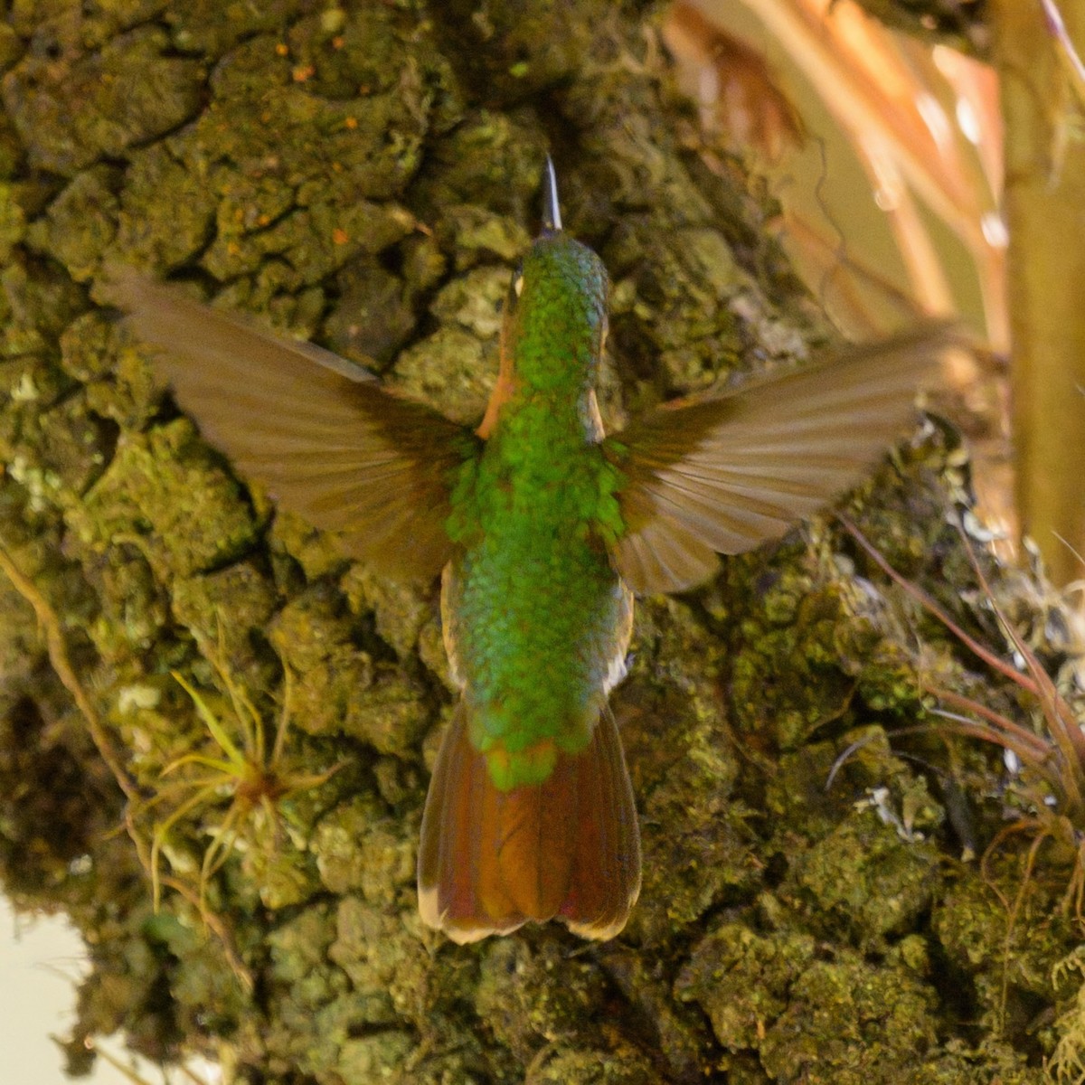 Tyrian Metaltail - ML643012081