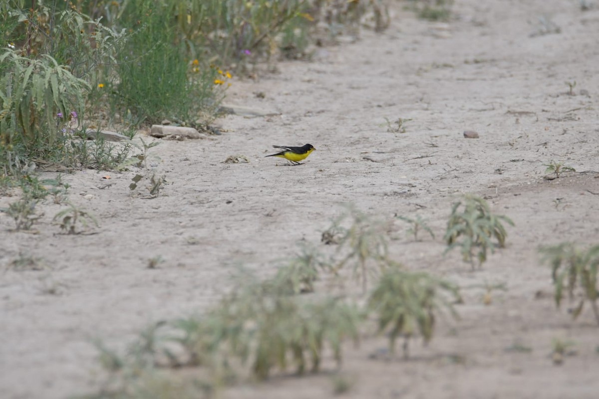 Lesser Goldfinch - ML643012090