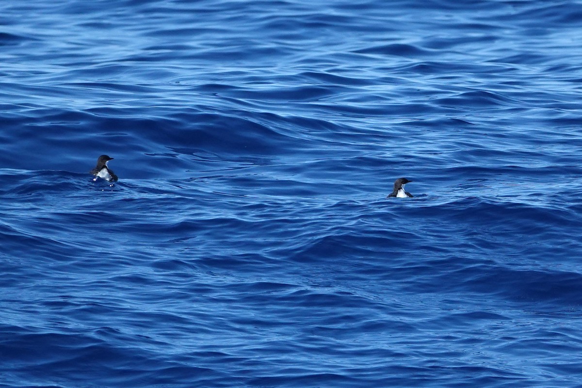 Craveri's Murrelet - ML643012092