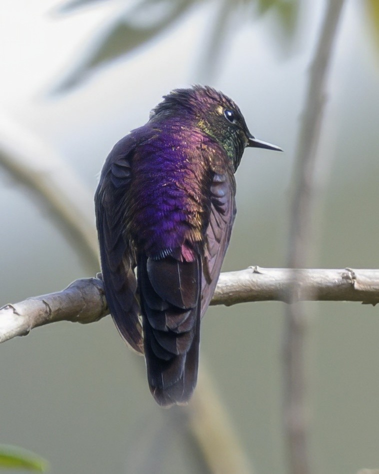 Purple-backed Thornbill - ML643012093