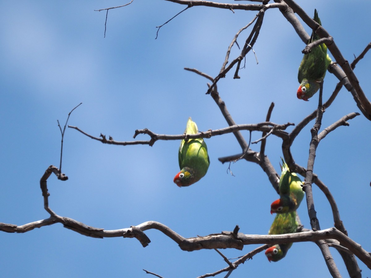 Varied Lorikeet - ML643012094