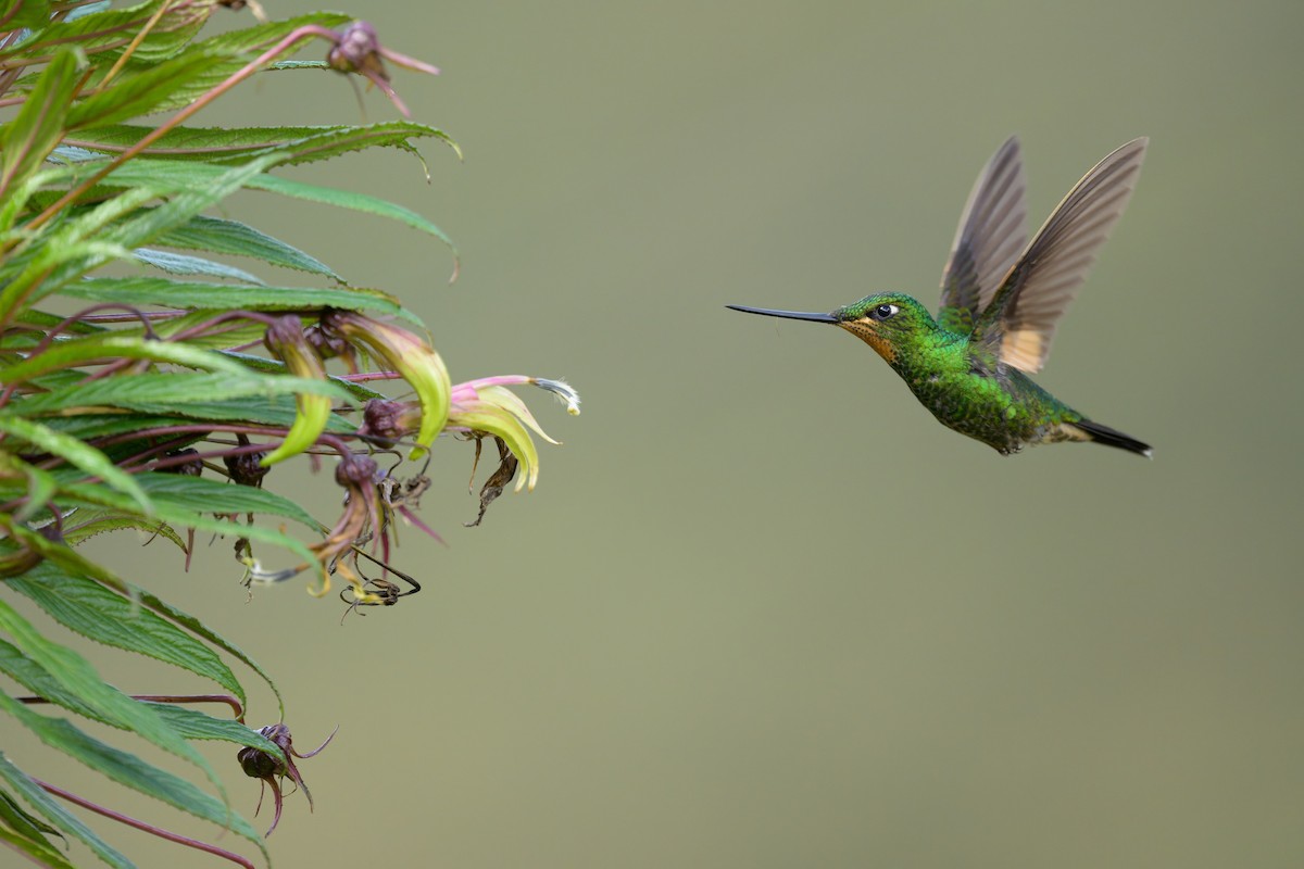 Buff-winged Starfrontlet - ML643012096