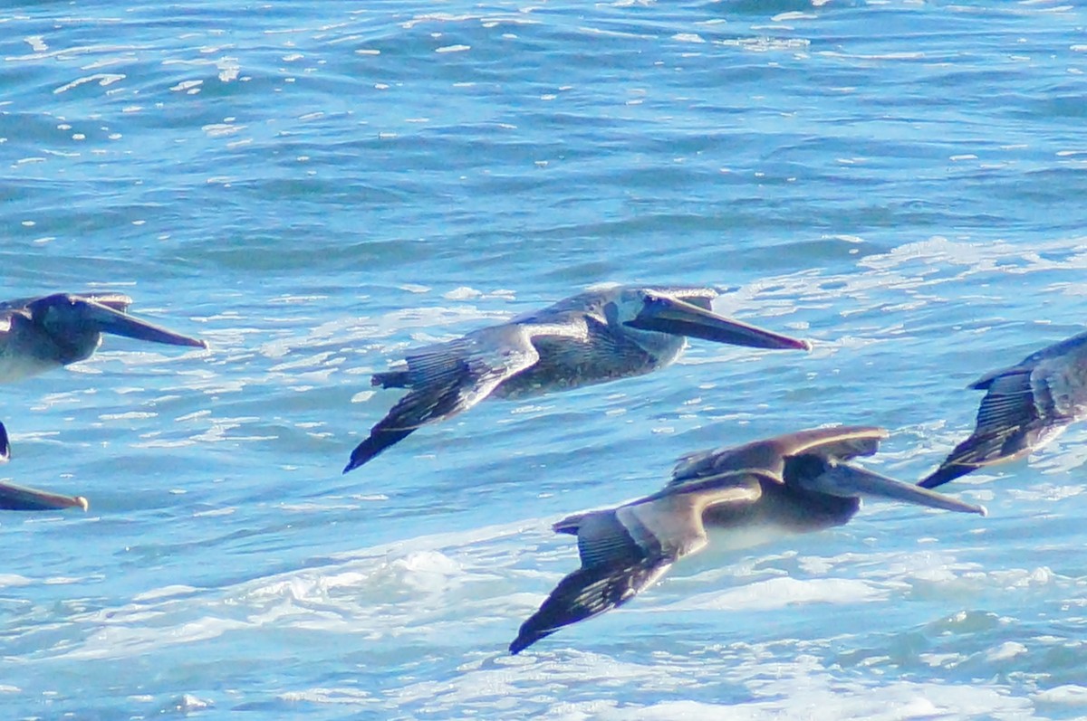 Brown Pelican - ML643012097