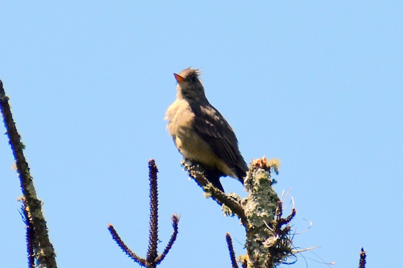 Greater Pewee - ML643012110