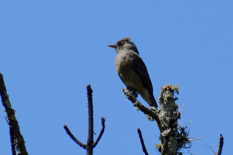 Greater Pewee - ML643012111