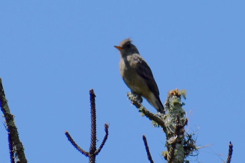 Greater Pewee - ML643012112