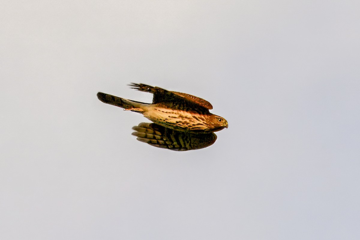 Sharp-shinned Hawk - ML643012113