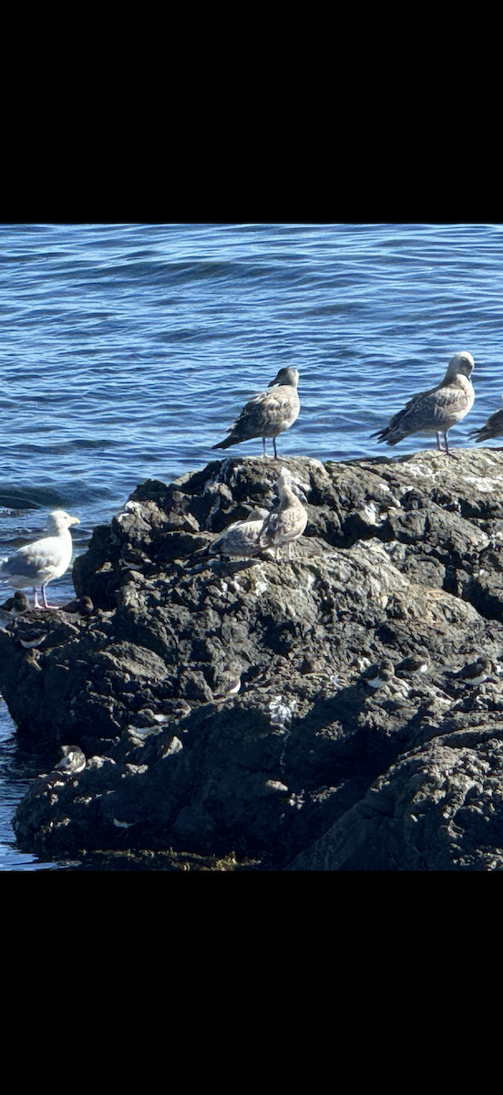 Black Turnstone - ML643012116