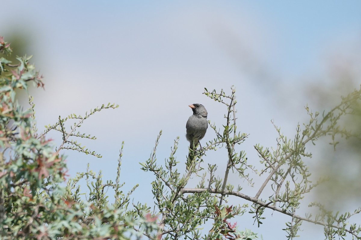 Black-chinned Sparrow - ML643012117