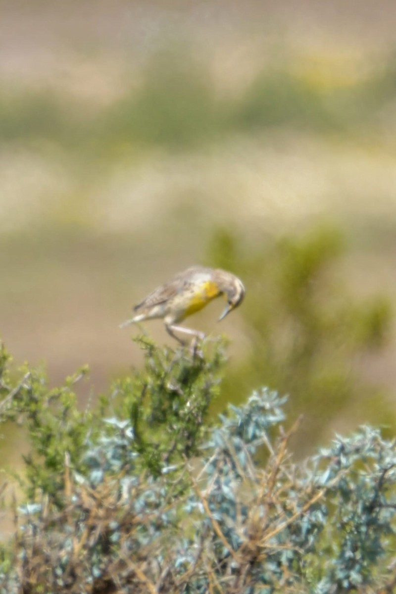 Western Meadowlark - ML643012122