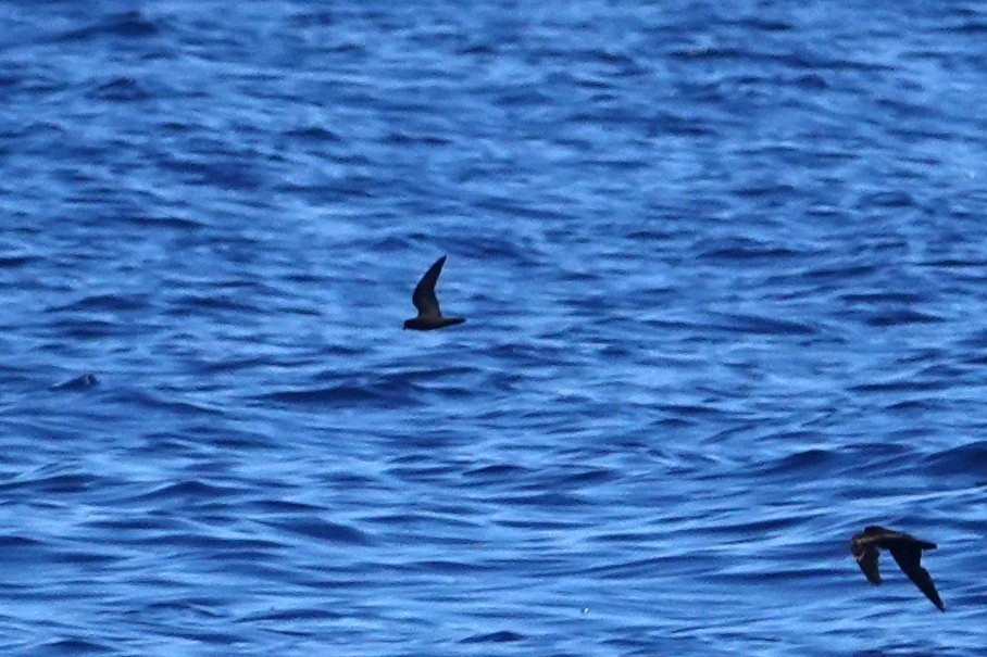 Least Storm-Petrel - ML643012138